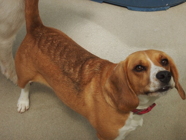 My Trip to F.A.I.T.H. Animal Rescue with Wetnose Animal Aid