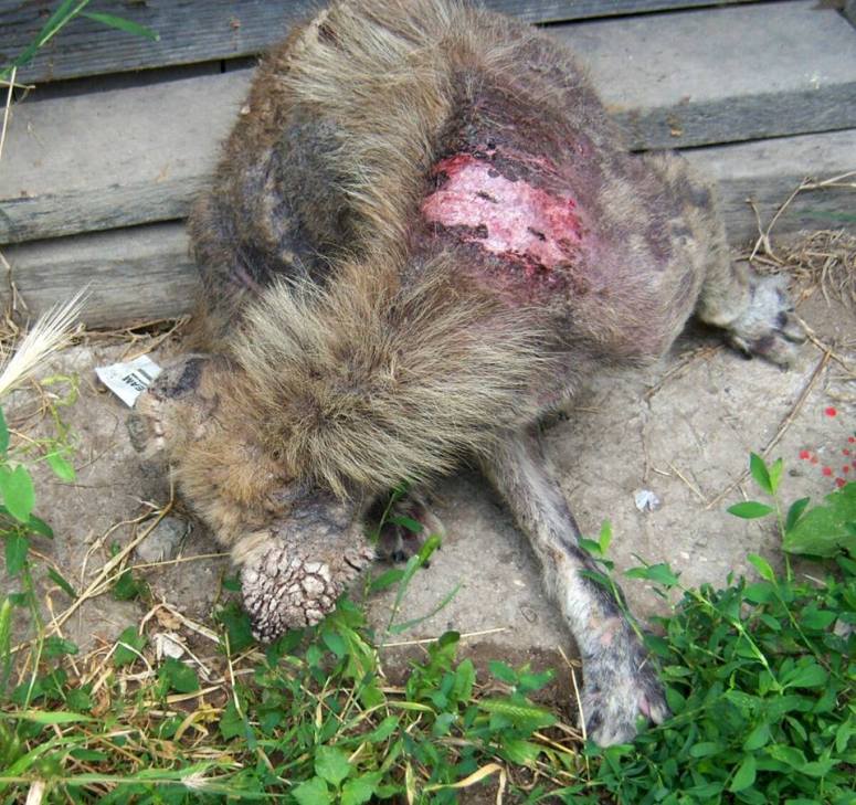 league of animal rescue