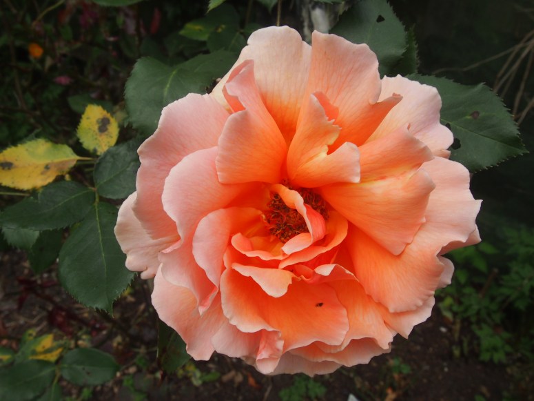 OLYMPUS DIGITAL CAMERA