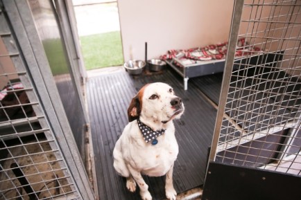 dog-in-kennel