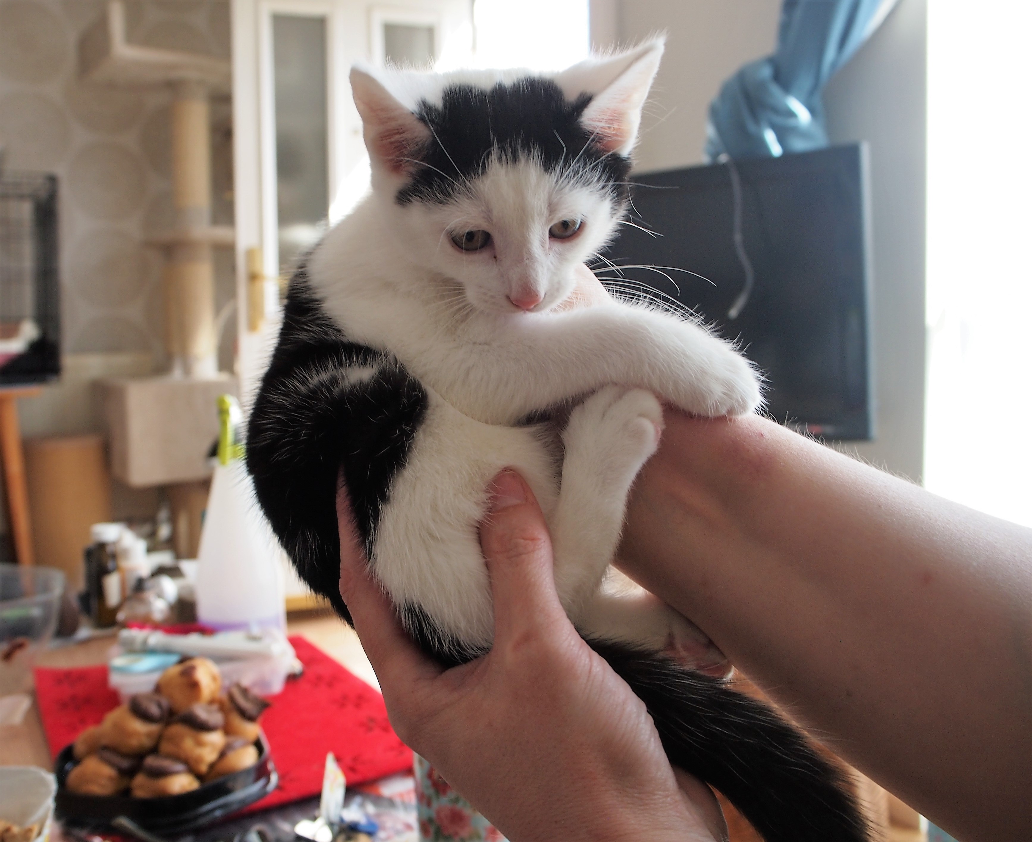 OLYMPUS DIGITAL CAMERA